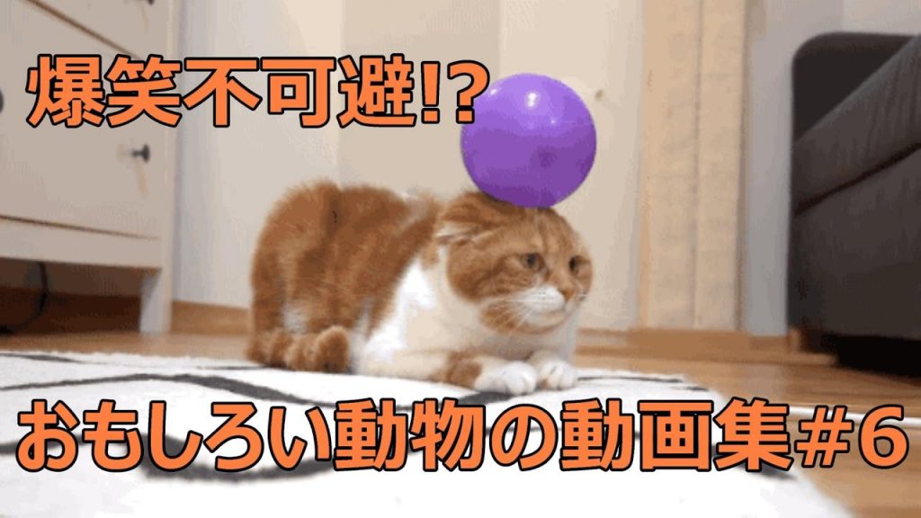 おもしろい犬 猫 動物の動画集 爆笑 面白い 癒し 6 ゲーム実況by Godliar ゲーム実況アンテナ