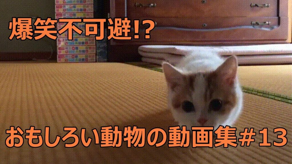 おもしろい犬 猫 動物の動画集 爆笑 面白い 癒し 13 ゲーム実況by Godliar ゲーム実況アンテナ