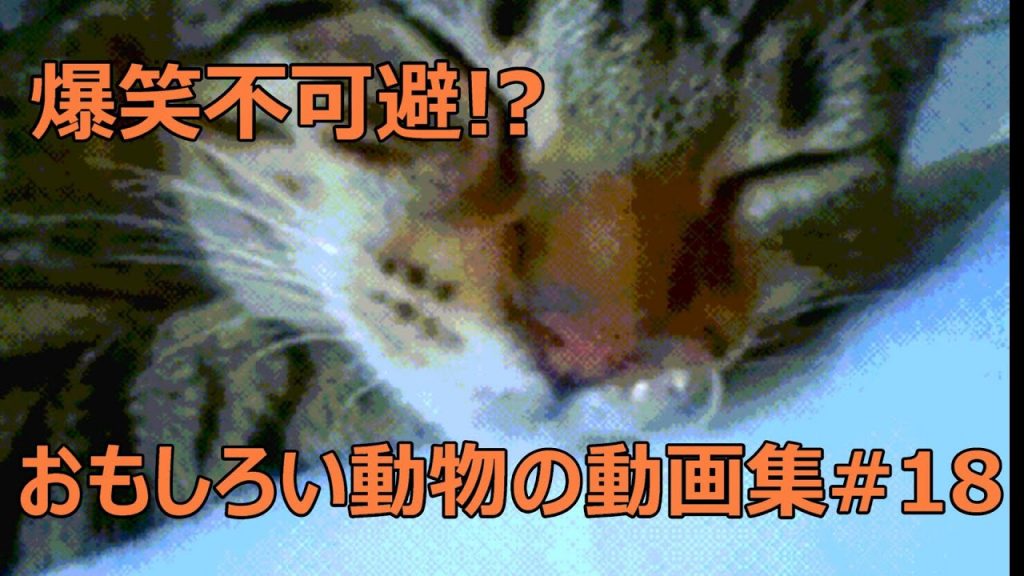 おもしろい犬 猫 動物の動画集 爆笑 面白い 癒し 18 ペットハウス ゲーム実況アンテナ