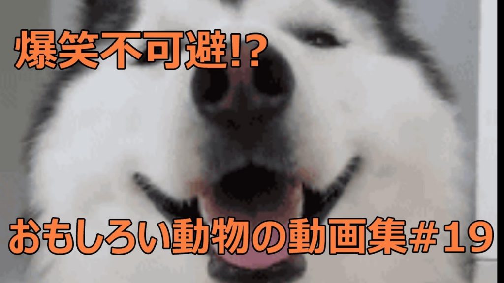 おもしろい犬 猫 動物の動画集 爆笑 面白い 癒し 19 ゲーム実況by Godliar ゲーム実況アンテナ