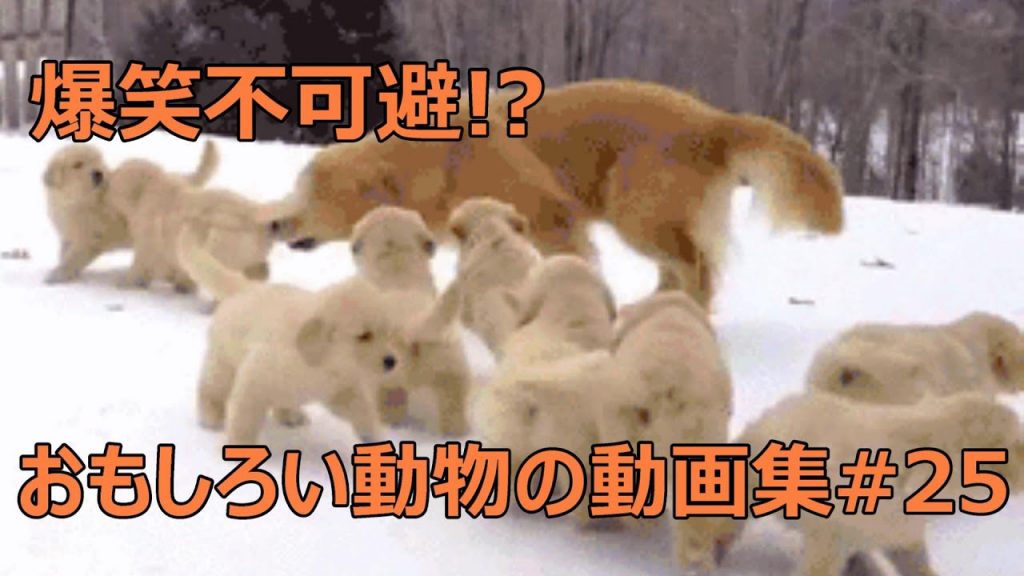 おもしろい犬 猫 動物の動画集 爆笑 面白い 癒し 25 ペットハウス ゲーム実況アンテナ